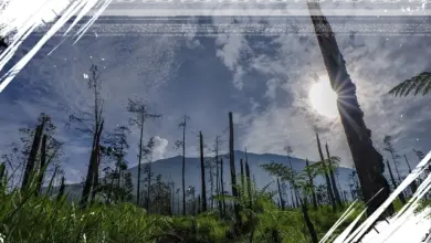 5 Satwa Langka di Taman Nasional Gunung Merbabu yang Perlu Dilindungi Segera