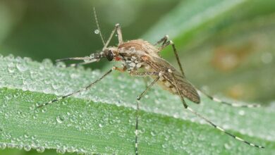 5 Serangga Pengisap Darah yang Sebarkan Penyakit Berbahaya Lewat Gigitan