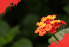 5 Tanaman Bunga Beracun yang Tetap Menawan dan Perlu Anda Waspadai