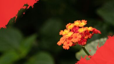 5 Tanaman Bunga Beracun yang Tetap Menawan dan Perlu Anda Waspadai