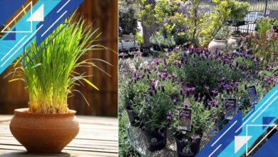 5 Tanaman Pilihan yang Tidak Disukai Ayam untuk Halaman dan Teras Jadi Lebih Rapi