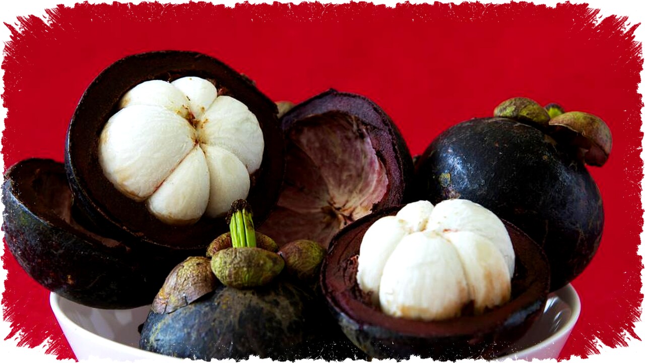 5 Tips Jitu Agar Pohon Manggis Berbuah Lebat dan Panen Melimpah dengan Mudah!