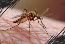 6 Alasan Nyamuk Sering Menggigit, Wajib Tahu Agar Tak Gampang Digigit Lagi