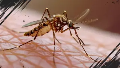 6 Alasan Nyamuk Sering Menggigit, Wajib Tahu Agar Tak Gampang Digigit Lagi