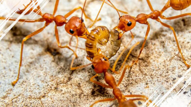 6 Fakta Menarik Tentang Perang di Dunia Semut yang Jarang Diketahui Banyak Orang