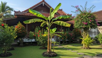 6 Jenis Pohon Pisang Pendek Terbaik untuk Ditanam di Lahan Rumah, Mudah Dirawat!
