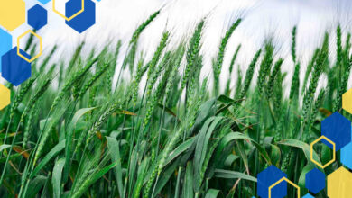 6 Tanaman yang Dapat Melakukan Penyerbukan Sendiri di Rumah