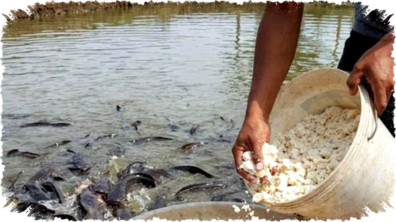 7 Alternatif Pakan Lele Alami & Murah yang Efektif untuk Hemat Biaya Budidaya Lele Anda