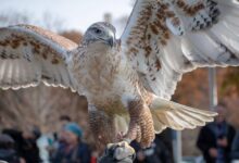 7 Burung dengan Cakar Lebih Besar dari Beruang, Nomor 5 Bikin Takjub!