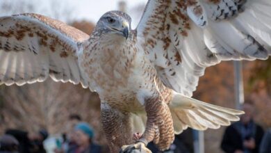 7 Burung dengan Cakar Lebih Besar dari Beruang, Nomor 5 Bikin Takjub!