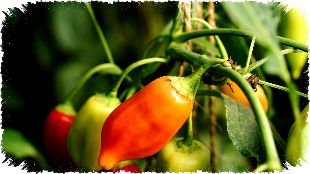 7 Ciri Daun Cabai Sehat Agar Tanaman Kuat dan Rajin Berbuah, Simak Tips Lengkapnya!