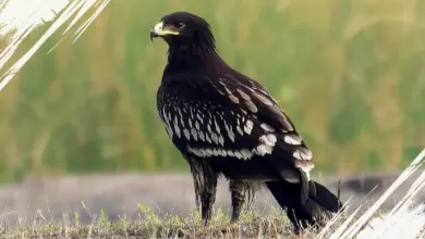 7 Fakta Menarik Burung Rajawali Totol yang Sering Disangka Burung Bangkai