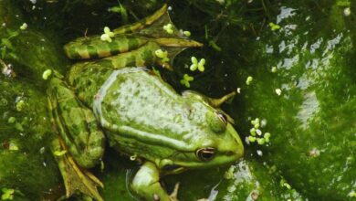 7 Fakta Menarik Kulit Katak: Bisa Bernapas Seperti Paru-Paru Manusia!
