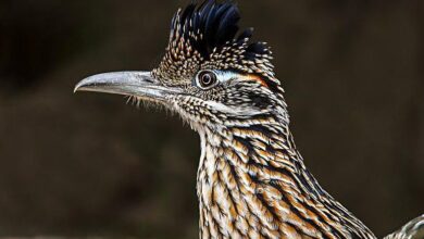 7 Fakta Unik Burung Kangkok Pelari: Benarkah Larinya Lebih Cepat dari Koyote?