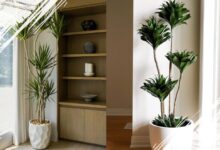 7 Jenis Tanaman Dracaena Paling Populer untuk Dekorasi Rumah dan Kantor