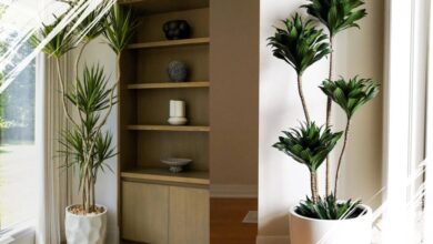 7 Jenis Tanaman Dracaena Paling Populer untuk Dekorasi Rumah dan Kantor