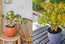 7 Jenis Tanaman Jade Plant Terpopuler untuk Koleksi di Rumah, Cantik & Mudah Dirawat