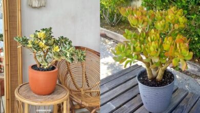 7 Jenis Tanaman Jade Plant Terpopuler untuk Koleksi di Rumah, Cantik & Mudah Dirawat