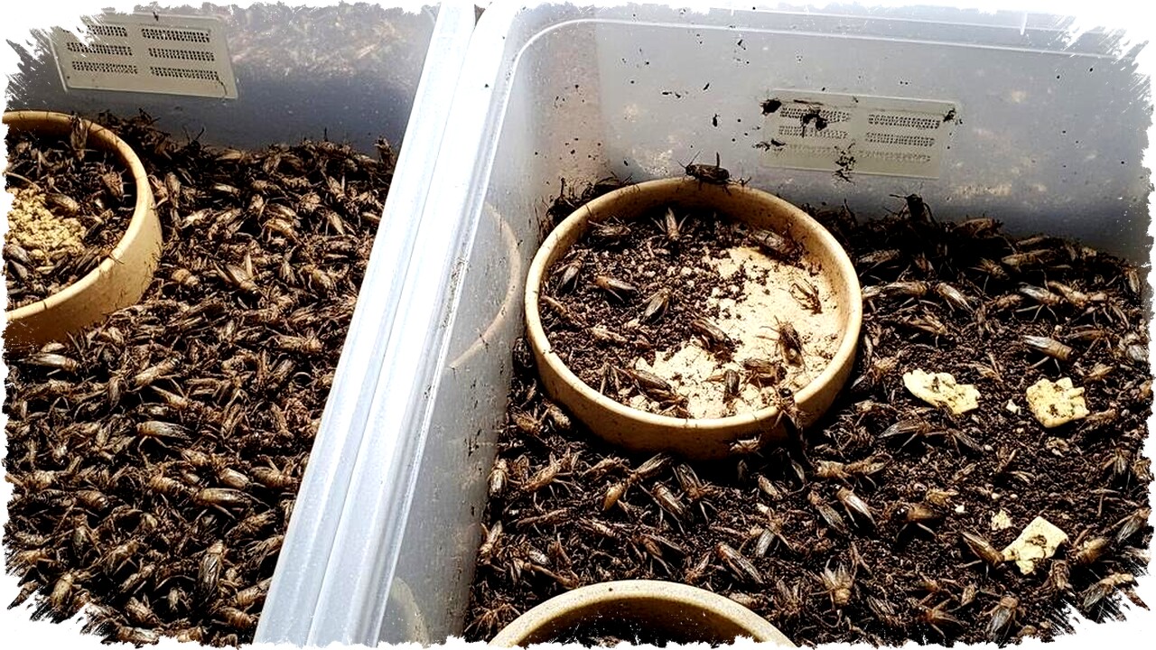 7 Kesalahan Pemula Budidaya Jangkrik yang Harus Dihindari untuk Panen Melimpah & Untung Besar