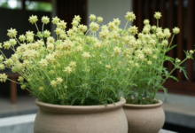 7 Tanaman Anti Nyamuk yang Bikin Rumah Cantik & Bebas Gigitan, Wajib Coba di Rumah!