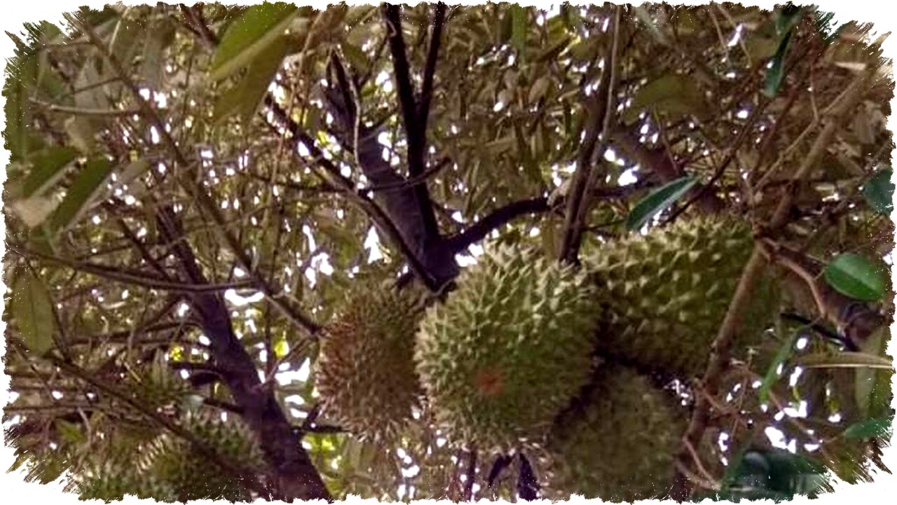 7 Tips Sederhana dan Pupuk Alami Agar Pohon Durian Berbuah Lebat dan Optimal di Rumah