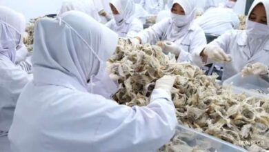 ARAI 18 Hari Naik, Saham RLCO Melesat 2.286% Sejak IPO, Apakah Masih Layak Dibeli?