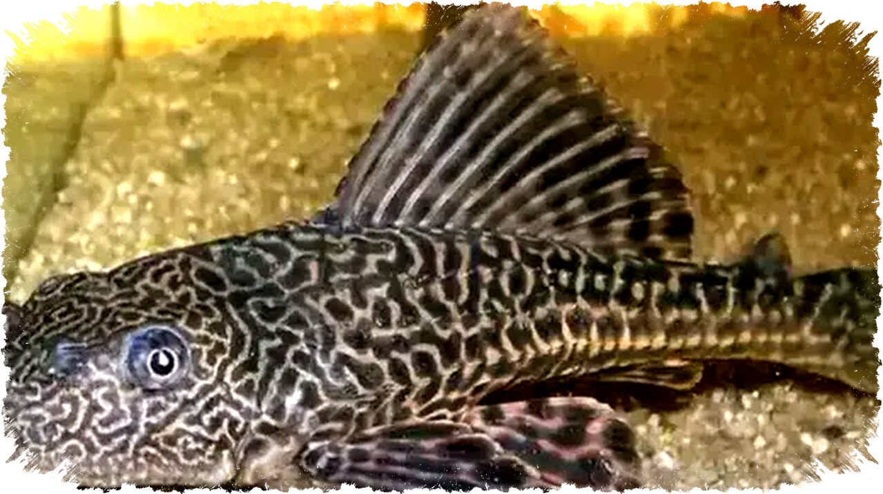 Abon Ikan Sapu-sapu Ciliwung: Protein 39%, Lebih Tinggi dari Standar SNI, Potensi Besar Pangan Lokal Abon Ikan Sapu-sapu Ciliwung: Protein 39%, Lebih Tinggi dari Standar SNI, Potensi Besar Pangan Lokal