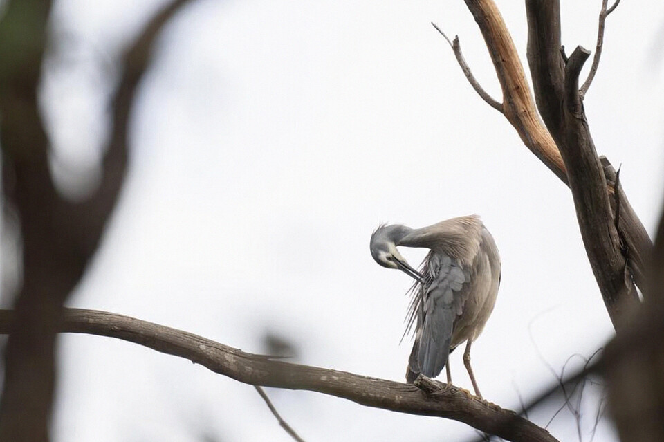 Alasan Ilmiah Burung Rajin Merapikan Bulunya: Manfaat dan Prosesnya