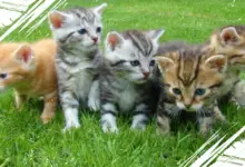 Alasan Ilmiah Kucing dan Anjing Sering Mengunyah Rumput, Apa Manfaatnya untuk Mereka?