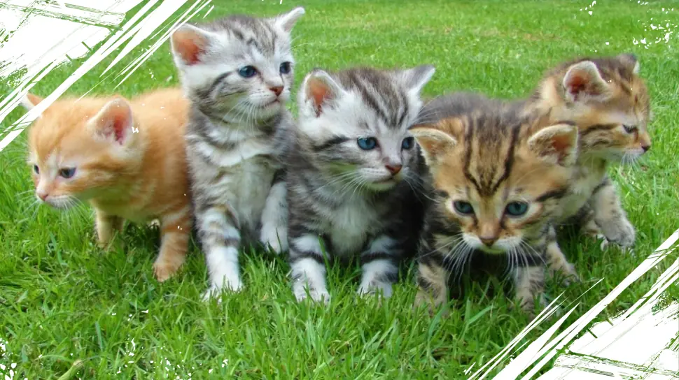 Alasan Ilmiah Kucing dan Anjing Sering Mengunyah Rumput, Apa Manfaatnya untuk Mereka?