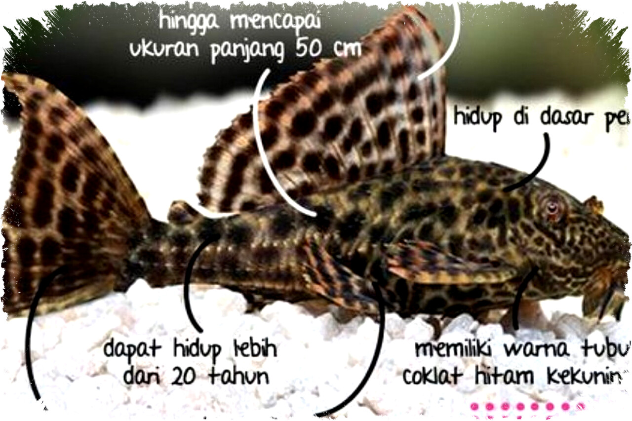 Bahaya Konsumsi Ikan Sapu-sapu untuk Kesehatan yang Perlu Diketahui Semua Orang