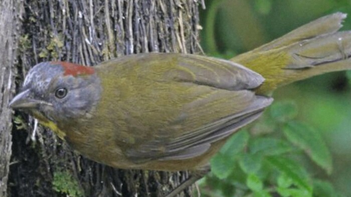 Burung Beracun di Papua Berkeliaran, Tubuh Terasa Terbakar Saat Tersentuh dan Dimakan Burung Beracun di Papua Berkeliaran, Tubuh Terasa Terbakar Saat Tersentuh dan Dimakan