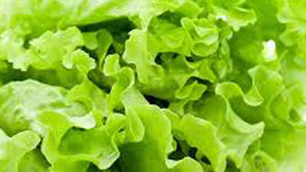 Cara Jitu Menanam Selada di Area Panas agar Tumbuh Subur, Ikuti Tahapannya!