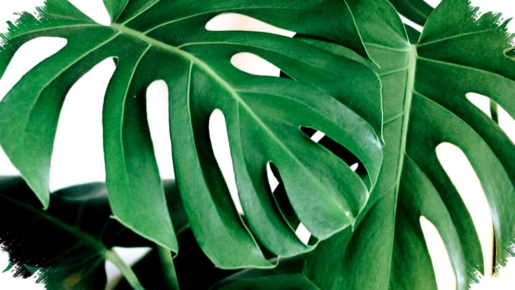Cara Menyiram Monstera Agar Daun Lebar, Sehat, dan Terhindar dari Busuk Akar Cara Menyiram Monstera Agar Daun Lebar, Sehat, dan Terhindar dari Busuk Akar