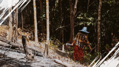 Dampak Deforestasi Terhadap Siklus Air dan Cara Mengatasinya secara Efektif