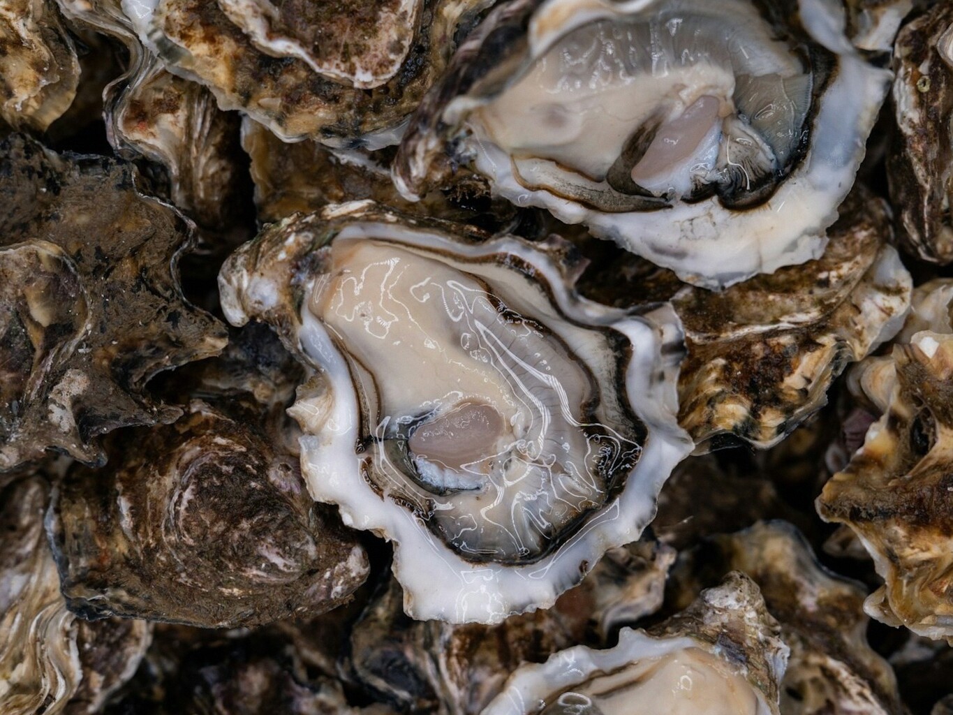 Data Satelit NASA Bantu Petani Tiram Pilih Lokasi Tumbuh Optimal untuk Panen Lebih Cepat dan Efisien