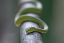 Fakta Ular Hijau: Tidak Semua Berbahaya, Kenali Ciri-Ciri dan Jenisnya di Sini!