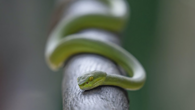 Fakta Ular Hijau: Tidak Semua Berbahaya, Kenali Ciri-Ciri dan Jenisnya di Sini!