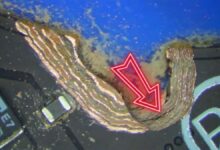 Keahlian Reparasi Motherboard Laptop Razer dengan Teknik Solder Tangan Tingkat Ahli Ungkap Masalah Desain Fatal