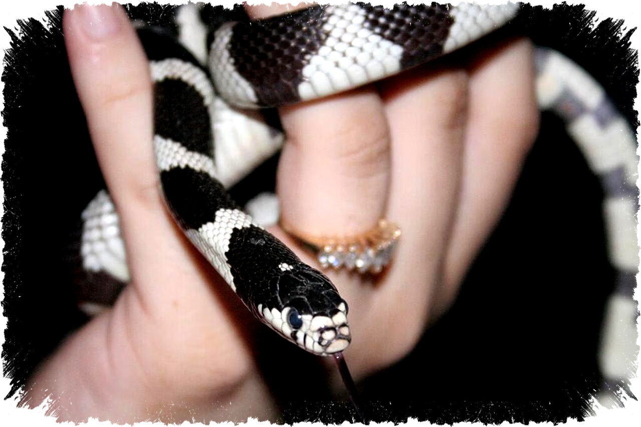 Kenapa Lidah Reptil Bercabang? Fungsi Sensorik dan Adaptasi untuk Membaca Lingkungan Sekitar