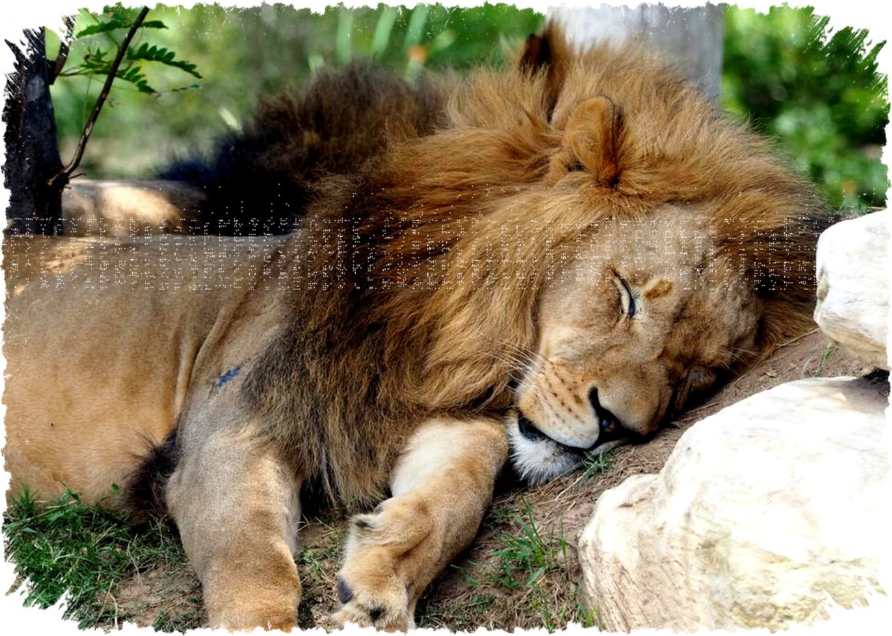 Kenapa Singa Banyak Tidur Hingga 20 Jam? Fakta Ilmiah & Strategi Bertahan Hidup Predator Puncak