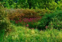 Mengapa Tanaman Pendatang Bisa Lebih Agresif dan Jadi Invasif? Ini Penjelasannya!