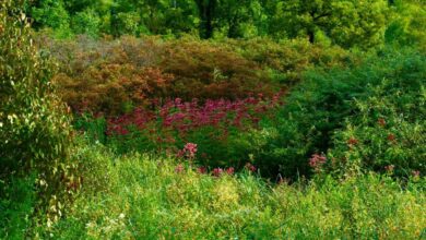 Mengapa Tanaman Pendatang Bisa Lebih Agresif dan Jadi Invasif? Ini Penjelasannya!