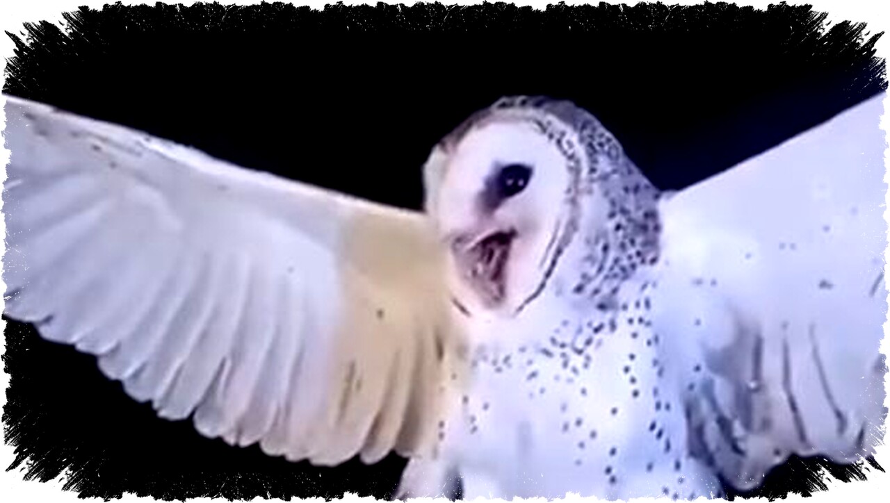 Mengenal Burung Hantu Manguni, Satwa Dilindungi Viral Usai Insiden Penembakan di NTT