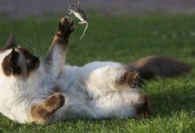 Mengenal Parasit yang Memanipulasi Perilaku dan Pikiran Makhluk Hidup