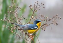 Mengenal Parula Tropis: Burung Cantik Berwarna Cerah Asal Amerika yang Memukau