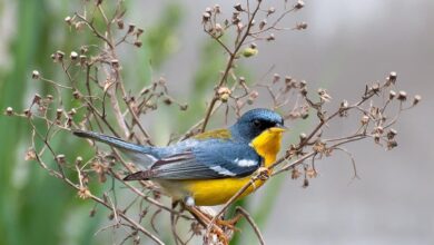 Mengenal Parula Tropis: Burung Cantik Berwarna Cerah Asal Amerika yang Memukau