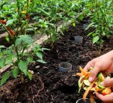 Panduan Berkebun Sayur Bebas Mikroplastik: Tips Tanam tanpa Polybag & Mulsa Sintesis
