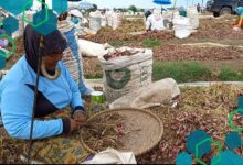Pasokan Melimpah dari Daerah Lain, Harga Bawang Merah dan Cabai di Brebes Jadi Turun