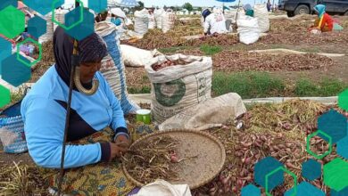 Pasokan Melimpah dari Daerah Lain, Harga Bawang Merah dan Cabai di Brebes Jadi Turun